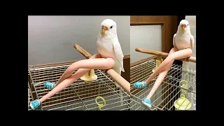 Funny Parrots Going Crazy 🤣 Cutest Parrots Compilation 2021