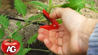 DON'T REMOVE THE LEAVES OF YOUR TOMATOES UNTIL YOU WATCH THIS VIDEO