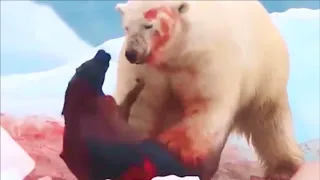 Polar Bear On The Hunt And Eating A Seal Alive...!