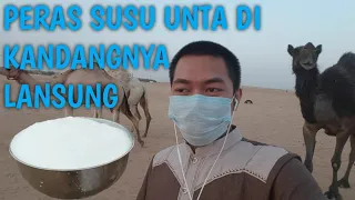 PERAS SUSU UNTA DI KANDANGNYA LANSUNG