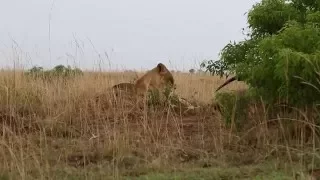 Львица. Уганда.