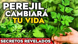 El PODER OCULTO del PEREJIL🌱 ¿Para QUE SIRVE el PEREJIL? Beneficios y Propiedades para tu SALUD