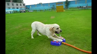 Hottest  Paw Activated Dog Watering Dispenser Step on Dog Sprinkler Toy Dog Water Fountain