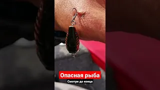 ГОЛАВЛЬ ОПАСНАЯ РЫБА