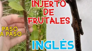 INJERTO INGLÉS/INJERTO DE LENGÜETA