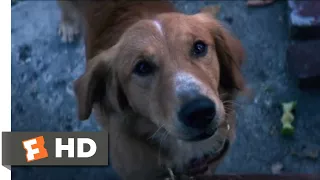 A Dog's Purpose (2017) - Coin Collecting Scene (2/10) | Movieclips