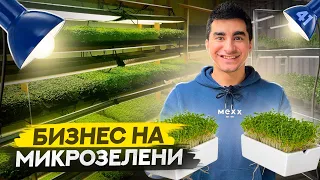 Бизнес с 5 тысяч рублей. Ситиферма у себя дома. Бизнес на микрозелени.