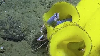 Pacific Hagfish at Home in a Deep Sea Sponge | Nautilus Live