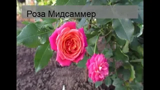Роза Мидсаммер