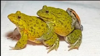 Amazing frog protect they’re cute baby /funny 🐸