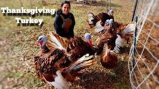 Turkey Butchering / Processing