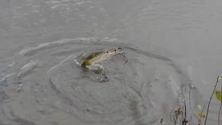 Ловля щуки на спиннинг на малой реке.