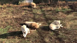 Белые львицы сдружились в вольере Леона! White lionesses  became friends in Leon's winter enclosure!