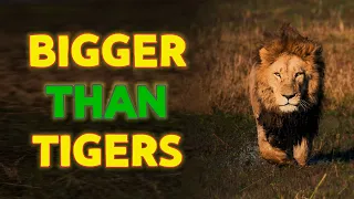 Okavango Delta Lions - Informative Video