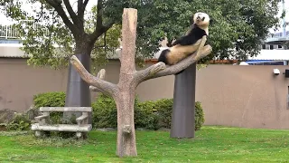 Panda🐼Have you ever seen a panda like this? After seeing it, I feel very energetic