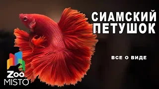 Cиамский петушок - Все о виде рыб | Рыба сиамский петушок