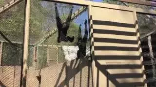 Siamangs at LA Zoo
