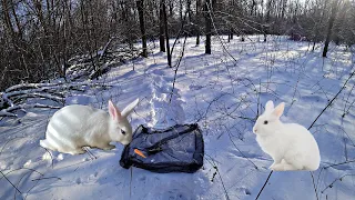 ЛОВУШКА НА ЗАЙЦА | ПОЙМАЛ ЗАЙЦА НА СЕТКУ?