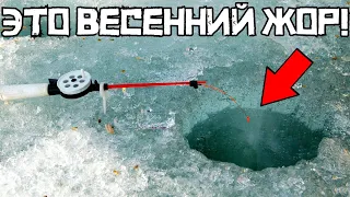 НЕ ДУМАЛ ТАК ПОПАСТЬ! Крупняк лупит ПО-ДИКОМУ! Рыбалка весной 2024