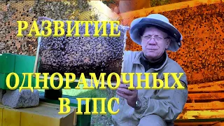 Весеннее развитие пчел  Однорамочные отводки и нуклеусы для пчел