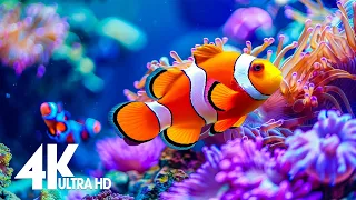 Aquarium 4K VIDEO (ULTRA HD) 🐠 Sea Animals With Relaxing Music - Rare & Colorful Sea Life Video