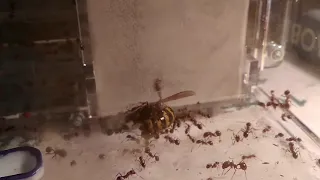 Messor structor  VS  Polistes