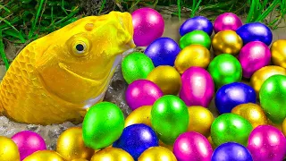 재미있는 스톱 모션 만화/ 만족스러운 계란운동 핑크피쉬, 귀여운 무지개 거북이 - ASMR 강 잉어 물고기 잡기