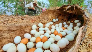 OMG  Wow Wow ! A farmer or a duck egg in a palm stump by the side of the road a lot by hand.