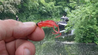 How Many Canal Species Can I Catch on Lures Only?!  Challenge Accepted!