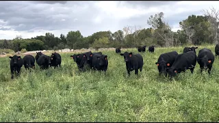 Genetics for Grass-fed Beef