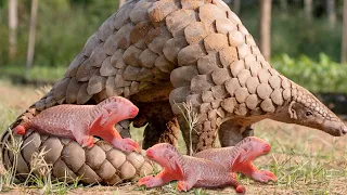 How Pangolin Gives Birth To Cute Baby ?