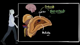 Adrenal cortex Glucocorticoids, mineralocorticoids | control & coordination | Biology | Khan Academy