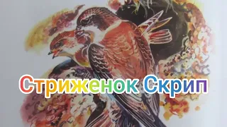 Краткий пересказ рассказа Стриженок Скрип. Аудиокнига.