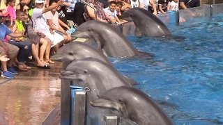 Dolphin Days (Full Show) at SeaWorld San Diego on 8/30/15