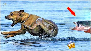 SO FUNNY😂😂 Super Dogs And Cats Reaction Videos ▶️14