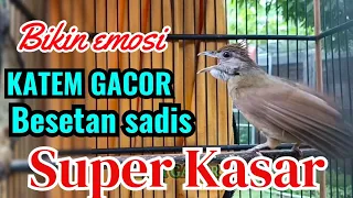 kapas tembak gacor ampuh memancing suara burung berkicau dengan suara besetan KASAR