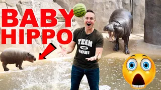 Smuggling Watermelons Into Zoo To Feed Adorable Baby Hippo!