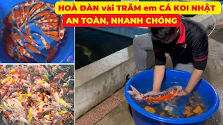 HOÀ ĐÀN hàng TRĂM em CÁ KOI ĐẸP AN TOÀN, NHANH CHÓNG | CÁ KOI TOSAI CHẤT LƯỢNG CỰC CAO