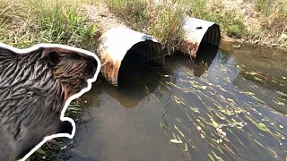 Unclogging Beaver Dam From TWIN CULVERTS - Draining Entire Beaver Pond !