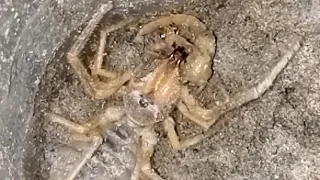 Camel spider vs scorpion