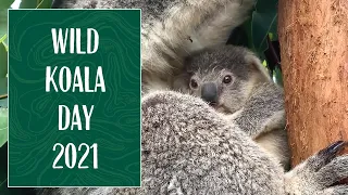 Wild Koala Day at Taronga Zoo Sydney!