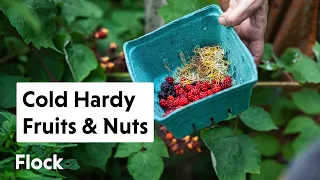 70+ COLD-HARDY Fruits, Nuts, and Ornamentals Tour — Ep. 065