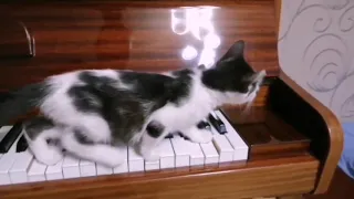 Котенок на клавишах