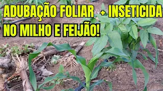 APLICAÇÃO DE ADUBO FOLIAR +  INSETICIDA NO MILHO E FEIJÃO.