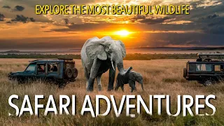 Luxury Safari Adventures - Exploring The World's Most Beautiful Wildlife Preserves