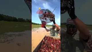 SLOW MOTION CRAWFISH FARMING IS AWESOME #louisiana #crawfish #cajuncuisine #cajun #fishing