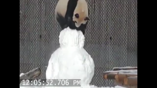 Panda plays with Snowman