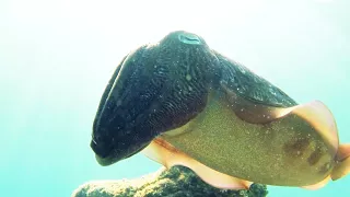 Curious cuttlefish are curious