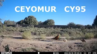 uboxing y revisión de la cámara de fototrampeo Ceyomur CY95