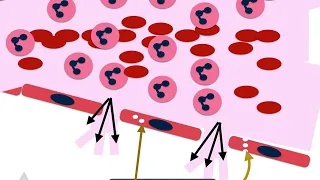 vascular events inflammation